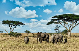 It is a long established fact that a reader.